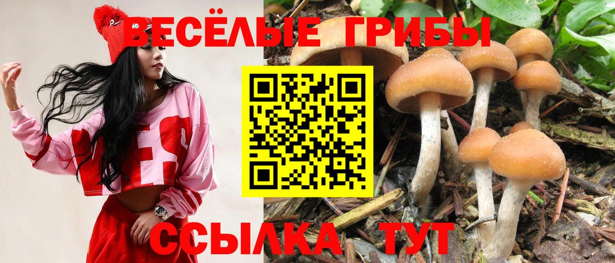 Галлюциногенные грибы Psilocybine cubensis Новотроицк